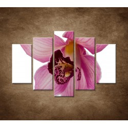 Obrazy na stenu - Orchidea - detail - 5dielny 150x100cm