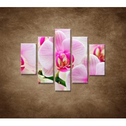 Obrazy na stenu - Ružová orchidea - 5dielny 100x80cm