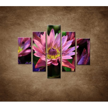 Obrazy na stenu - Lotosové kvety - 5dielny 100x80cm