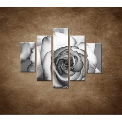 Obrazy na stenu - Ruža - 5dielny 100x80cm