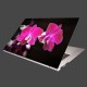 Nálepka na notebook - Ružová orchidea na čiernom pozadí 