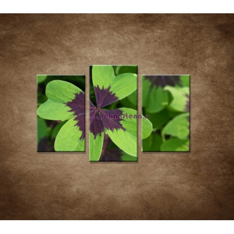 Obrazy na stenu - Makro - Štvorlístok - 3dielny 75x50cm