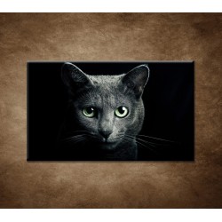 Obraz na stenu - Pohľad mačky
