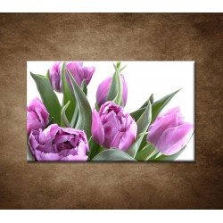 Obraz na stenu - Nežné tulipány