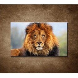 Obraz na stenu - Leví kráľ 