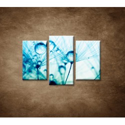 Obrazy na stenu - Kvapky vody na rastline - 3dielny 75x50cm