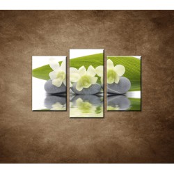 Obrazy na stenu - Biele kvety na kameňoch - 3dielny 75x50cm