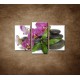 Obrazy na stenu - Orchidea na kameňoch - 3dielny 75x50cm