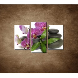 Obrazy na stenu - Orchidea na kameňoch - 3dielny 75x50cm