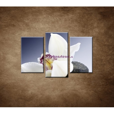 Obrazy na stenu - Biela orchidea na čiernom kameni - 3dielny 75x50cm