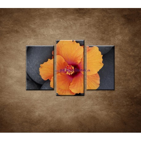 Obrazy na stenu - Oranžový ibištek na kameni - 3dielny 75x50cm