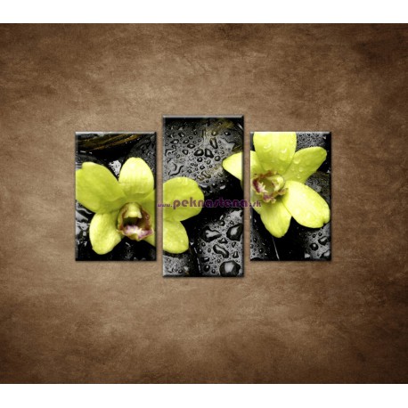 Obrazy na stenu - Kamene s kvapkami a orchideou - 3dielny 75x50cm