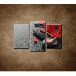 Obrazy na stenu - Červená gerbera a kamene - 3dielny 75x50cm