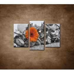 Obrazy na stenu - Oranžová gerbera a kamene - 3dielny 75x50cm
