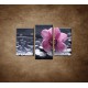 Obrazy na stenu - Ružová orchidea na kameni - 3dielny 75x50cm