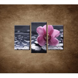 Obrazy na stenu - Ružová orchidea na kameni - 3dielny 75x50cm