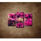 Obrazy na stenu - Ružové gerbery - 3dielny 75x50cm