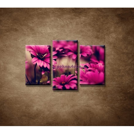 Obrazy na stenu - Ružové gerbery - 3dielny 75x50cm