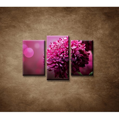 Obrazy na stenu - Kvetinové pozadie - 3dielny 75x50cm