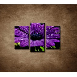 Obrazy na stenu - Fialový kvet - 3dielny 75x50cm