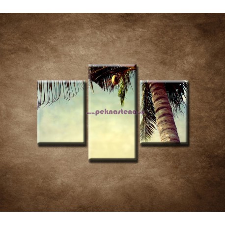 Obrazy na stenu - Palma - 3dielny 75x50cm