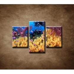 Obrazy na stenu - Korálový útes - 3dielny 75x50cm