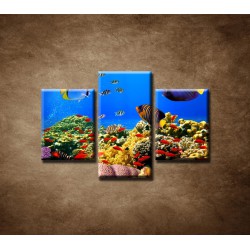 Obrazy na stenu - Podmorský svet - 3dielny 75x50cm