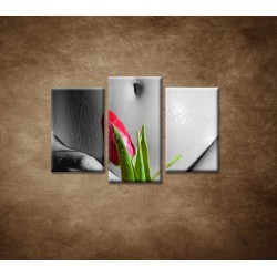 Obrazy na stenu - Mokré dievča s tulipánom - 3dielny 75x50cm
