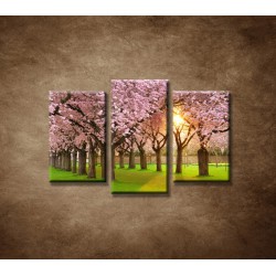 Obrazy na stenu - Kvitnúce čerešne - 3dielny 75x50cm