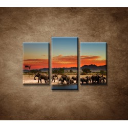 Obrazy na stenu - Safari - 3dielny 75x50cm