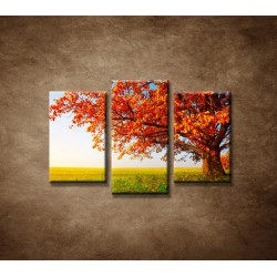 Obrazy na stenu - Jesenný dub - 3dielny 75x50cm
