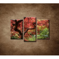 Obrazy na stenu - Japonský javor - 3dielny 75x50cm