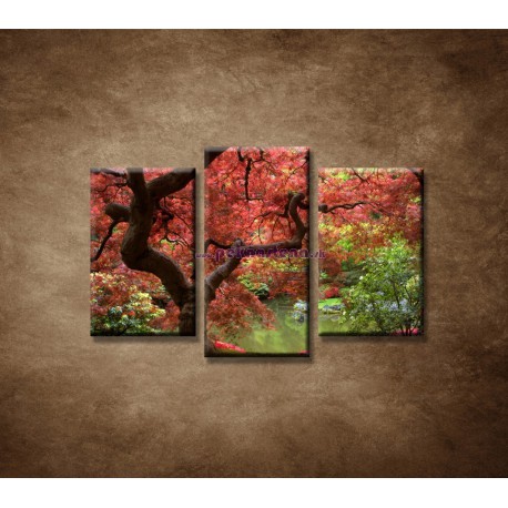 Obrazy na stenu - Japonský javor - 3dielny 75x50cm