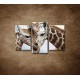 Obrazy na stenu - Žirafy - 3dielny 75x50cm