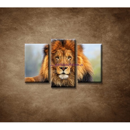 Obrazy na stenu - Leví kráľ - 3dielny 75x50cm