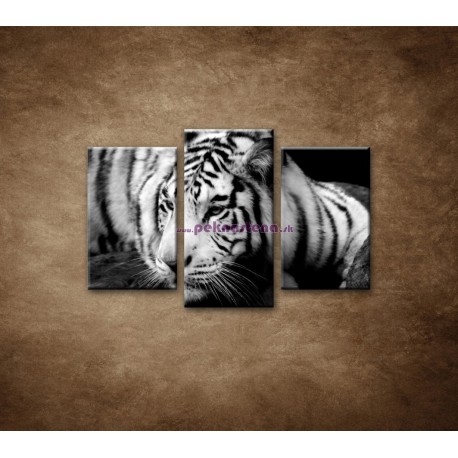 Obrazy na stenu - Sibírsky tiger - 3dielny 75x50cm