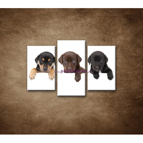 Obrazy na stenu - Tri šteniatka - 3dielny 75x50cm
