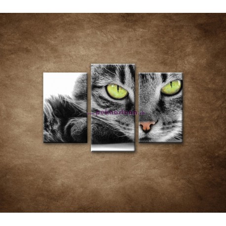 Obrazy na stenu - Mačací pohľad - 3dielny 75x50cm