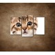 Obrazy na stenu - Mačiatko - 3dielny 75x50cm