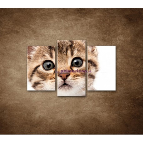 Obrazy na stenu - Mačiatko - 3dielny 75x50cm