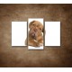 Obrazy na stenu - Šteniatko - 3dielny 75x50cm