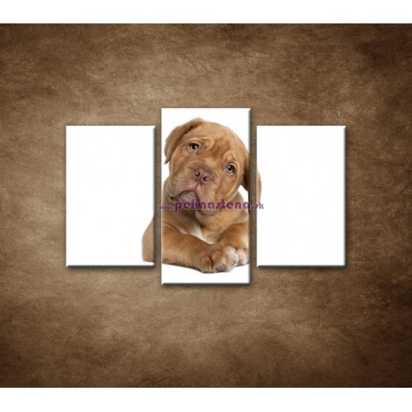 Obrazy na stenu - Šteniatko - 3dielny 75x50cm