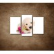Obrazy na stenu - Psík s kvetom - 3dielny 75x50cm