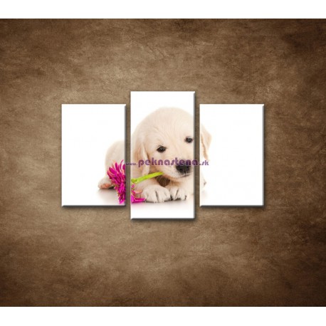 Obrazy na stenu - Psík s kvetom - 3dielny 75x50cm