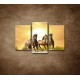 Obrazy na stenu - Divoké kone - 3dielny 75x50cm