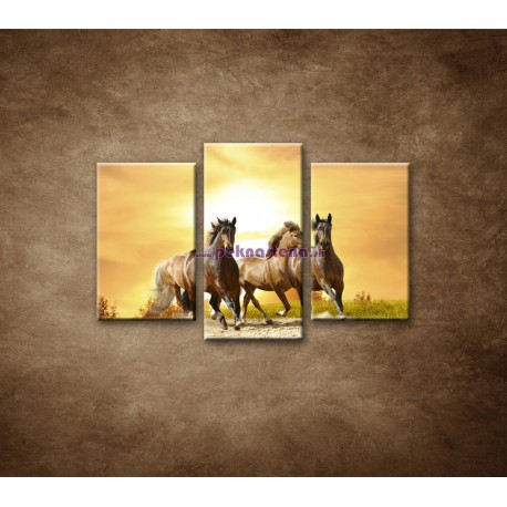Obrazy na stenu - Divoké kone - 3dielny 75x50cm