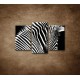 Obrazy na stenu - Zebra - 3dielny 75x50cm