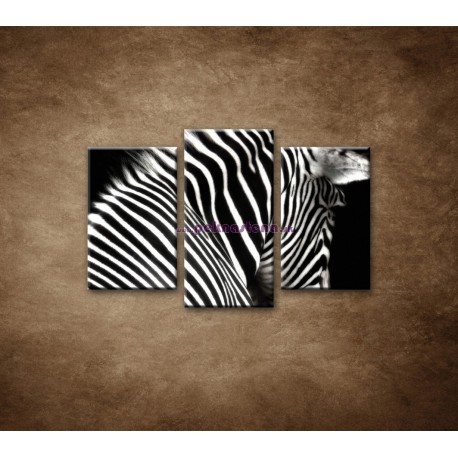 Obrazy na stenu - Zebra - 3dielny 75x50cm