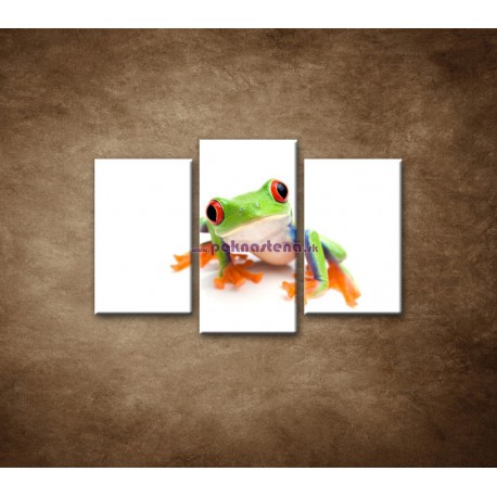 Obrazy na stenu - Žabka - 3dielny 75x50cm