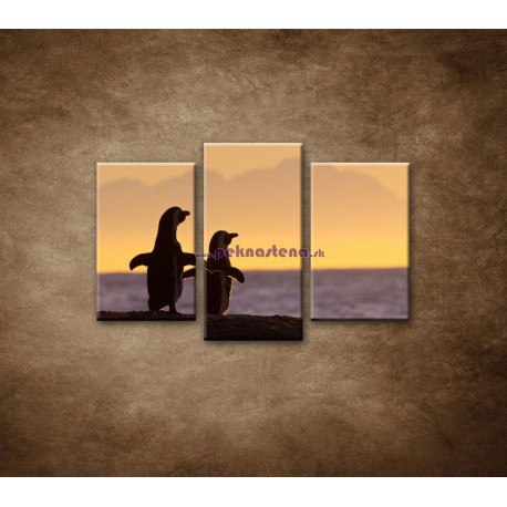 Obrazy na stenu - Tučniaky - 3dielny 75x50cm